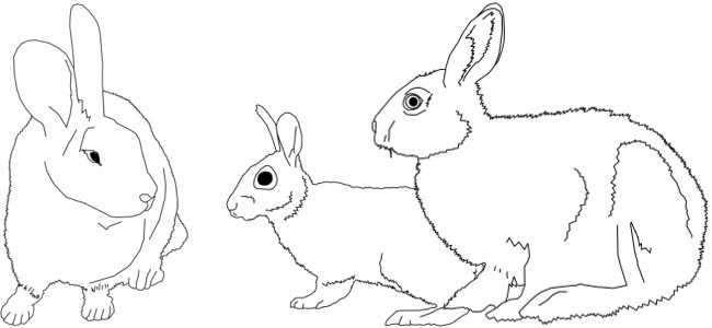 Rabbits outline