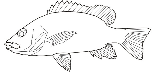 blank fish outline
