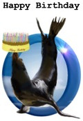 sea lion and cake "Happy Birthday"