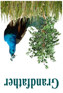 Peacock card image