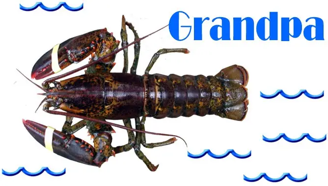 Grandpa lobster half fold card
