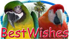 Parrot wedding card preview, best wishes