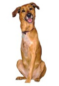 dog image three legged amputee bone cancer survivor