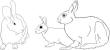 picture calendar preview rabbits