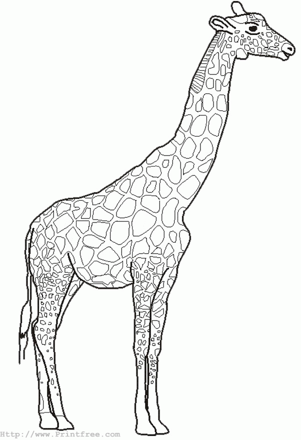 giraffe outline image