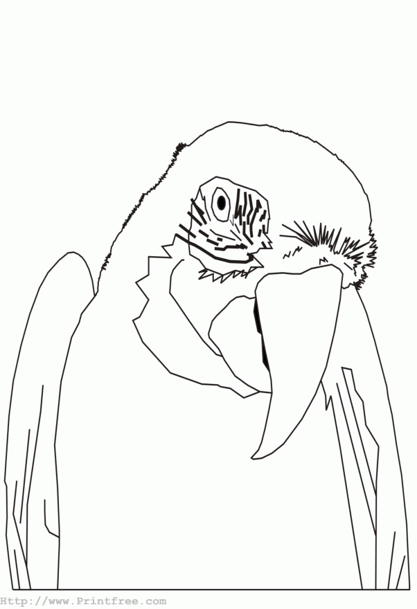 parrot outline image