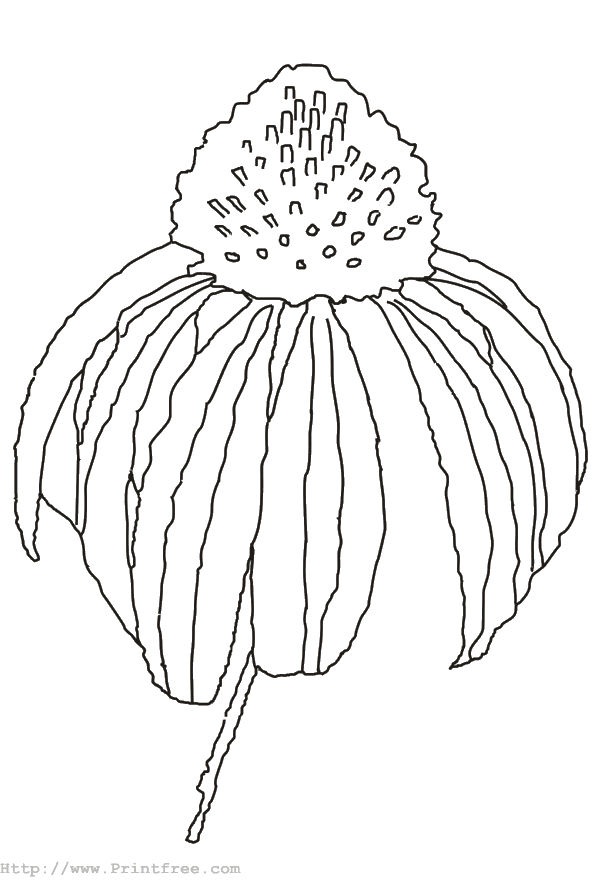 Fall Flowers Coloring Pages Printable Sketch Coloring Page