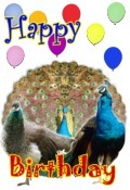 peacocks birthday card