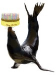sea lion birthday gift wrap