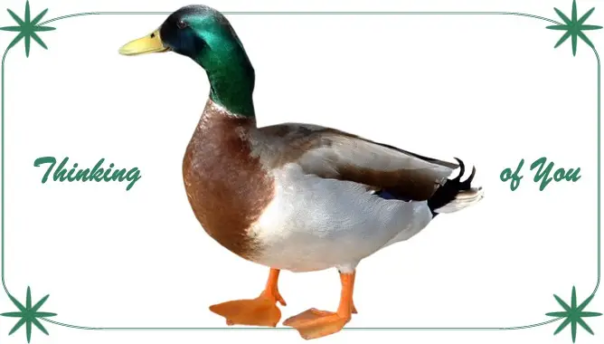 Mallard Duck, Thinking of You Card