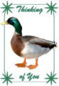 Duck Thinking of You card