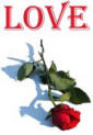 Rose Love card