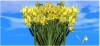 Preview Image Flower Calendar