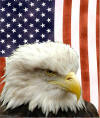 Mean Bald Eagle preview image