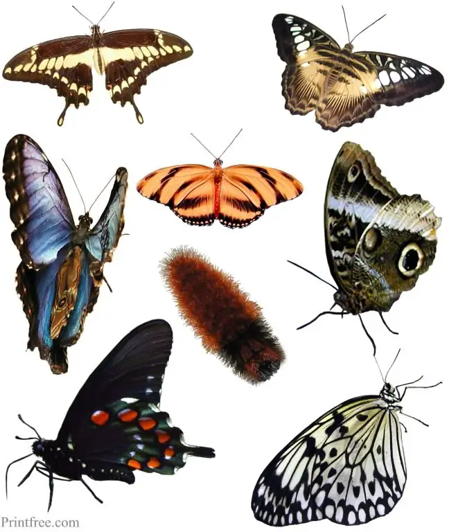 butterflies image