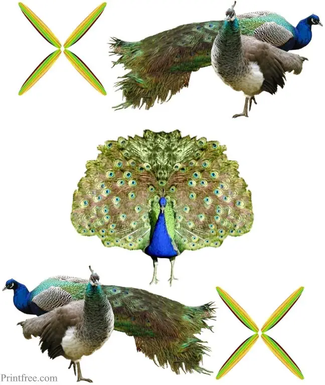 peacocks image