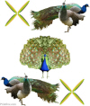 peacocks preview image