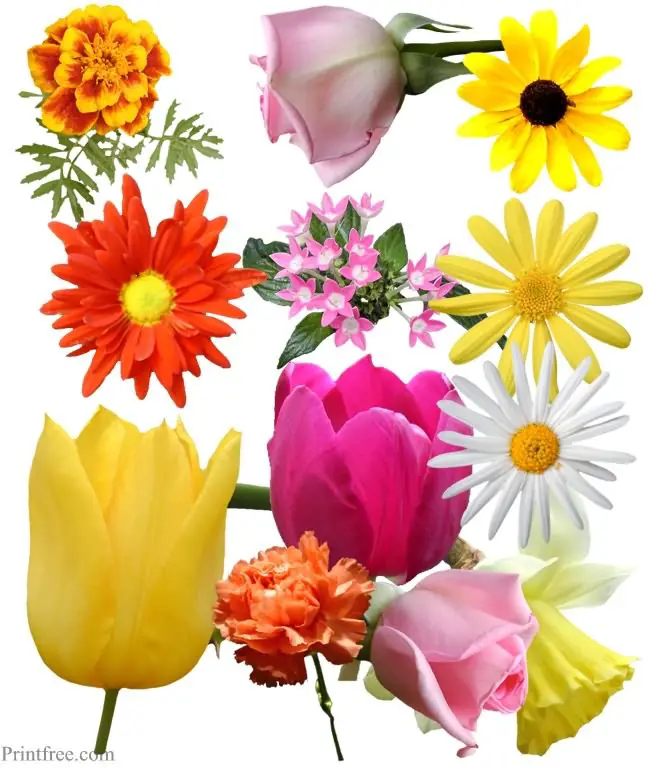 assorted flowers image