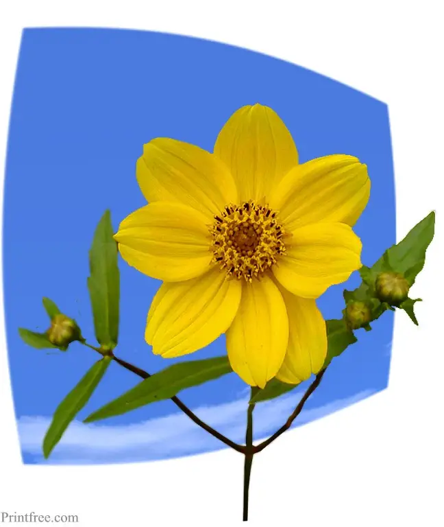 yellow flower with blue sky image