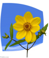 yellow flower preview image