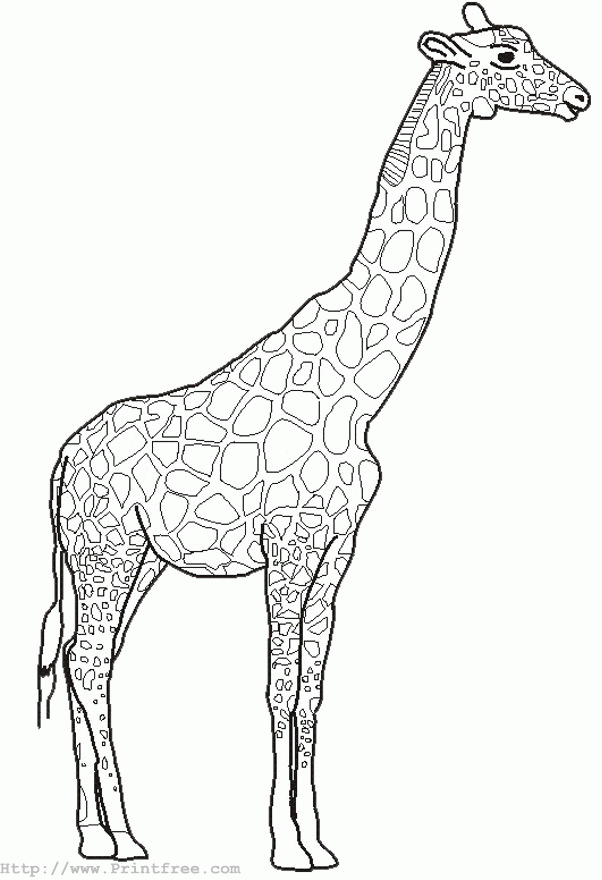 Free Printable Zoo Animals Coloring Pages Coloring Zoo Animals 