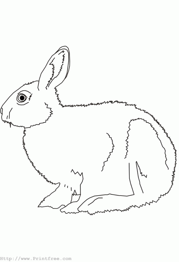 rabbit outline image