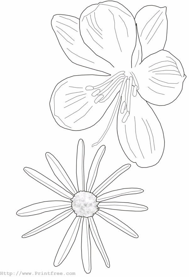 Flowers outline image