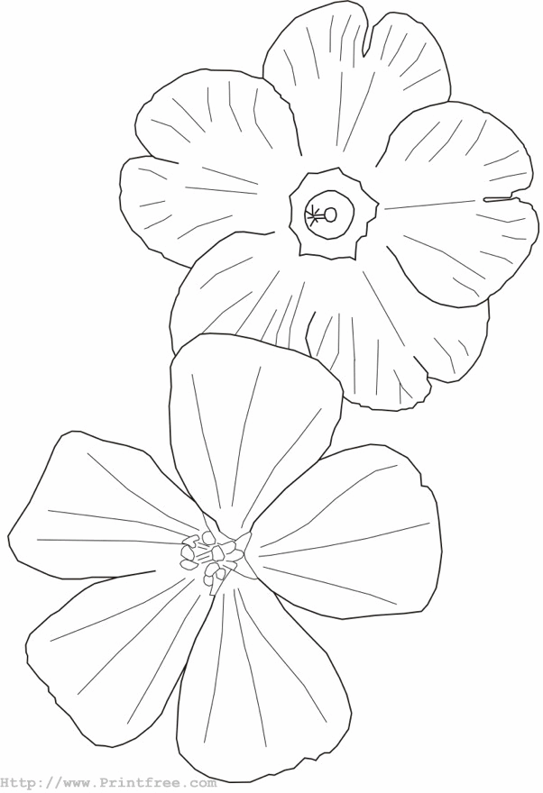 Flowers outline image